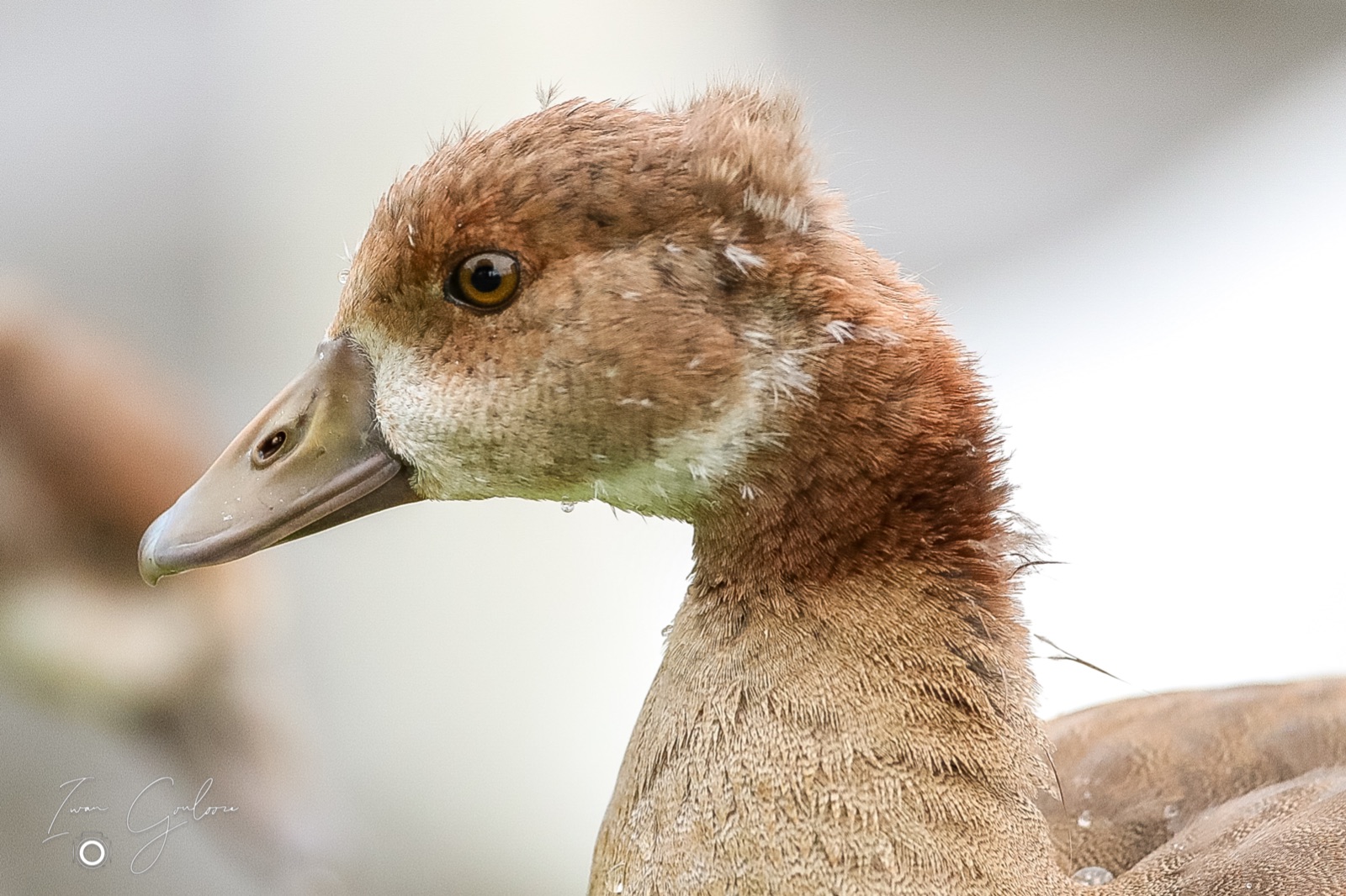 1DX46447 06 juni 2022 1930 20